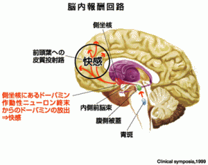 脳内報酬系